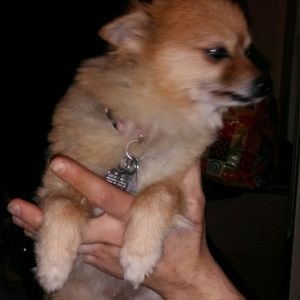 Meet your Posher, Elizabeth